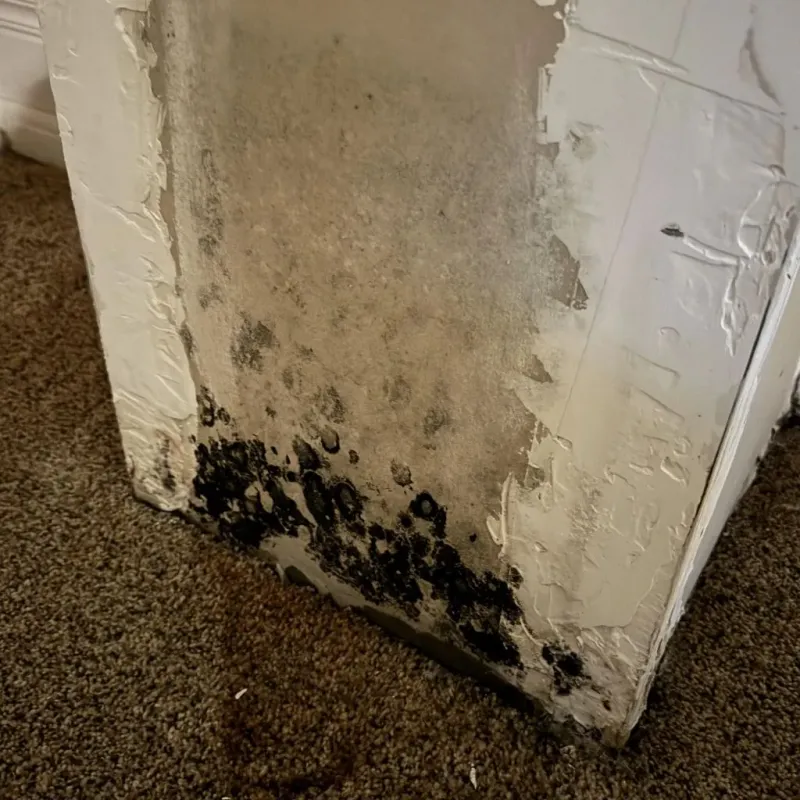 Professional Mold Removal in Delanco, NJ